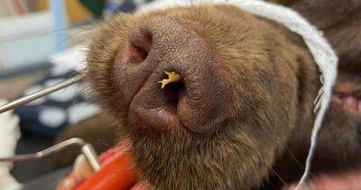 Dog suffers mystery sneezing fits before owners find 3 inch stick wedged up nose - www.dailyrecord.co.uk - Beyond