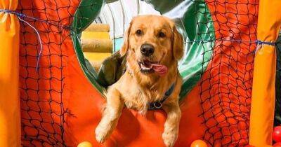 Doggy soft play with bouncy castle, ball pools and more reopening for new season - www.manchestereveningnews.co.uk - Manchester - city Boothstown