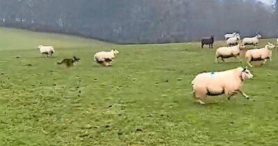 Out of control dog chases and attacks pregnant sheep on Scots farm - www.dailyrecord.co.uk - Scotland - Beyond