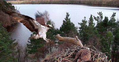 Breeding ospreys reunited at Perthshire wildlife reserve - on the same day - www.dailyrecord.co.uk - Britain - Spain - Scotland - Portugal