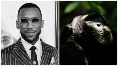 Mahershala Ali To Narrate Wildlife Series ‘Chimp Empire’ For Netflix - deadline.com - Uganda