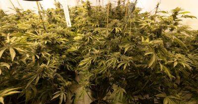 Four arrested as huge and 'dangerous' cannabis farm discovered in house - www.manchestereveningnews.co.uk