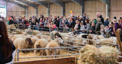 Lamb cuddles and farm trails - all the best lambing events across the region - www.manchestereveningnews.co.uk - Britain - Manchester - county Cheshire