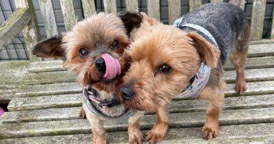 Yorkshire Terrier duo looking for home together as they’re ‘like a married couple’ - www.manchestereveningnews.co.uk - Manchester - city Sanctuary