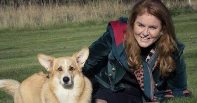 Fergie admits she spoils the late Queen's corgis and is 'their favourite' - www.ok.co.uk - London - city Sandy
