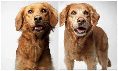 Pet of the week: Adorable photos of dogs from puppyhood to their senior years - us.hola.com