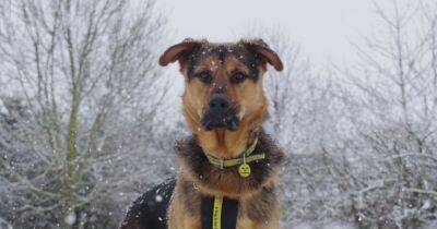 Experts warn of precautions pet owners should take while dog walking in the snow - www.ok.co.uk - Britain