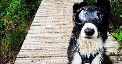 Scots dog with rare condition needs to wear goggles outside to protect him from sunlight - www.dailyrecord.co.uk - Scotland