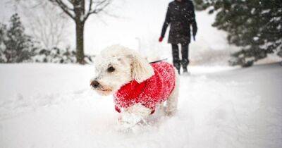 Pet expert shares key tips to keep your dog safe during winter walks - www.dailyrecord.co.uk - Britain - Beyond