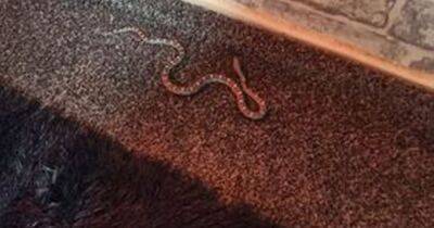 Scots man 'leapt from toilet' after discovering snake in bathroom - www.dailyrecord.co.uk - Scotland - Beyond