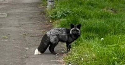 Rare animal spotted roaming British streets as public warned to stay away - www.dailyrecord.co.uk - Britain - county Barry