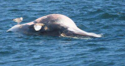 Huge minke whale found dead at Scots beauty spot - www.dailyrecord.co.uk - Scotland - Centre - Beyond