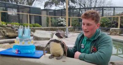 Oldest penguin in Britain celebrates 35th birthday with cake at wildlife sanctuary - www.dailyrecord.co.uk - Britain - Scotland - Beyond