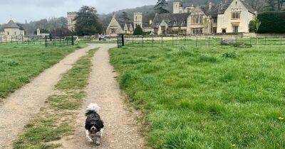 The most luxurious UK hotels to pamper your pooch with paw spas and gourmet menus - www.ok.co.uk - Britain