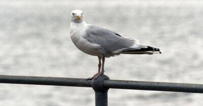 Man caught performing sex act with a seagull in alleyway - www.manchestereveningnews.co.uk - Manchester