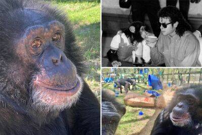 Michael Jackson’s pet chimp Bubbles turned 40 with a party fit for pet royalty - nypost.com - Texas - California - Florida - Jackson