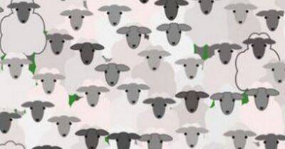 Only those with a high IQ can spot a hidden goat among these sheep inside 11 seconds - www.dailyrecord.co.uk - Scotland