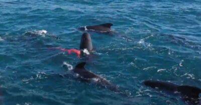 Unique footage of pilot whale expelling placenta captured off Shetland - www.dailyrecord.co.uk - Britain - Scotland - Hague - county Yell - Beyond