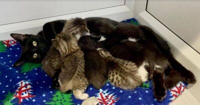 Young cat and six new-born kittens dumped in taped-up cardboard box - www.manchestereveningnews.co.uk - Manchester
