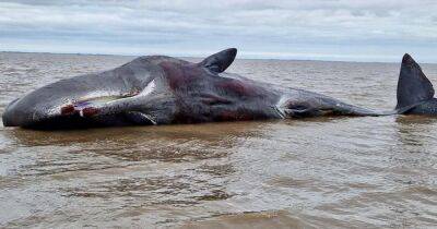 Huge 10 metre whale washes up on beach at popular seaside resort - www.manchestereveningnews.co.uk - Britain