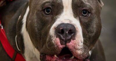 American Bully dog show due to be held in Trafford cancelled amid concerns over animal welfare - www.manchestereveningnews.co.uk - Britain - USA - Centre - Manchester - city Coventry