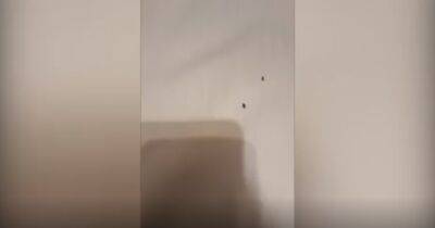 Homeless family who moved hotels after alleged assault say new accommodation has 'unbearable smell' as insects filmed crawling around beds - www.manchestereveningnews.co.uk - Manchester