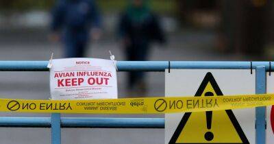 Two poultry workers infected by bird flu, UK officials confirm - www.manchestereveningnews.co.uk - Britain - Manchester