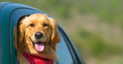 Dog owners warned over driving mistake that could cost them £5,000 - www.manchestereveningnews.co.uk - Manchester