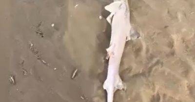 'Dozens' of dead sharks found by dog walker washed up on beach sparking fishing fears - www.dailyrecord.co.uk - Beyond