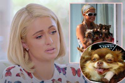 Paris Hilton’s Beloved Chihuahua Passes At 23 Years Old: ‘She Was Family To Me’ - perezhilton.com