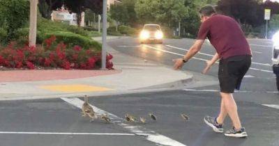 Dad tragically killed while helping ducklings cross road in front of his horrified children - www.dailyrecord.co.uk - California - Beyond
