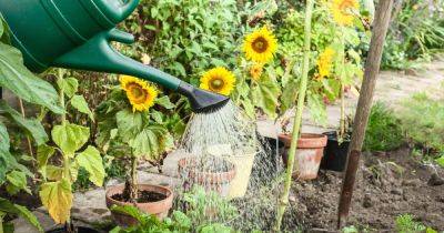 Garden expert shares 'best' time to water plants so they 'won't end up parched' - www.dailyrecord.co.uk - Beyond