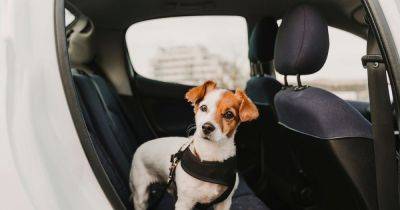 Dog expert's tips on keeping pets safe during car journeys as temperatures soar - www.dailyrecord.co.uk - Scotland