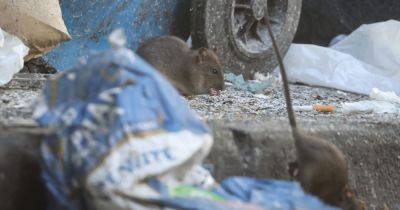 Grim images show vermin FEASTING on rubbish dumped in Manchester street - www.manchestereveningnews.co.uk - Manchester - borough Manchester