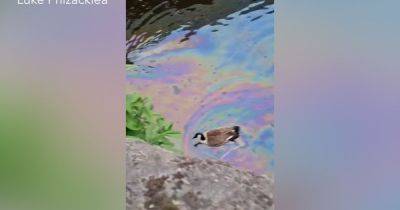 'It’s s****y see them drink it': Dismay after geese caught in 'oil leaking from abandoned boat' in Rochdale Canal - www.manchestereveningnews.co.uk - Manchester