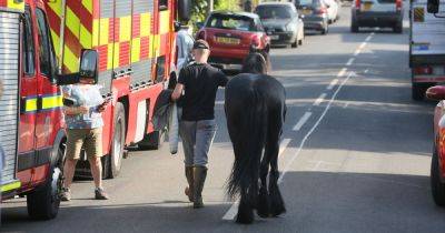 HORSE rescued from Bridgewater Canal as fire crews attend scene - www.manchestereveningnews.co.uk - Manchester