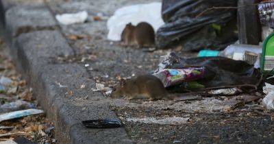 ‘It’s embarrassing to live here’: Life on the street where rats have overrun the alleys - www.manchestereveningnews.co.uk - Manchester