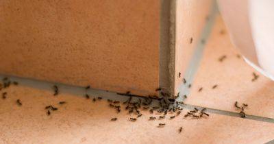 How to get rid of ants as warm weather calls pests to make way into homes - www.dailyrecord.co.uk