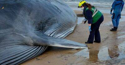 Giant 55ft whale dies after washing up on beach - www.manchestereveningnews.co.uk - Britain - Manchester
