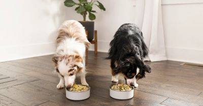 Get 50% Off Nutritious, Fresh Food for Your Dog With a Nom Nom Subscription - www.usmagazine.com
