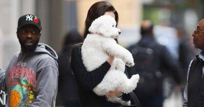 Nicola Peltz goes shy as she hides her face with her dog on day out with Brooklyn Beckham - www.ok.co.uk - New York - New York