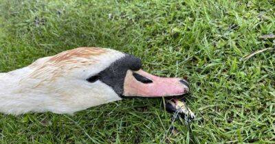 Awful pictures of swan with hook through beak lead to fishing tackle warning - www.dailyrecord.co.uk - Scotland - city Livingston - Beyond