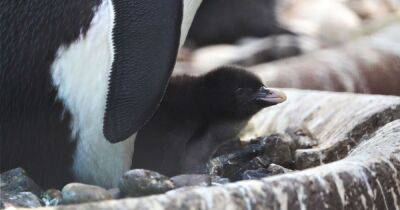 Edinburgh Zoo welcomes endangered penguin chick as first hatch of the year - www.dailyrecord.co.uk - Scotland - India - city Sandy - county Atlantic - county Ocean - Beyond