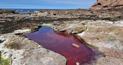 Dog owners warned to keep pets away from bright red rockpools along Scots coast - www.dailyrecord.co.uk - Scotland - Beyond