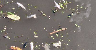 'Thousands' of dead fish spotted in Salford Quays - www.manchestereveningnews.co.uk