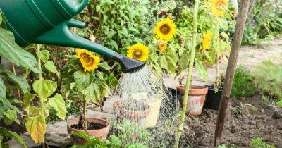 Gardening whizz shares cheap natural hack that protects soil and helps plants grow - www.dailyrecord.co.uk