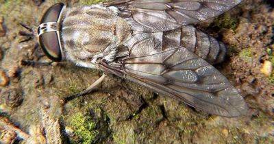 Warning over 'Dracula' horseflies that can 'bite through clothes' and 'rip and tear flesh apart' - www.manchestereveningnews.co.uk - county Collin