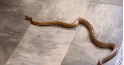 "It's a snake - it's f***ing moving!" Terrified family find snake in the kitchen - and it might still be in the house - www.manchestereveningnews.co.uk