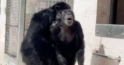 Touching video shows chimp seeing sky for first time after being caged for entire life - www.dailyrecord.co.uk - New York - New York - California - Florida - city Orlando - county Pierce - Beyond