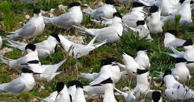 Hundreds of seabirds found dead at Scots beauty spot in suspected bird flu outbreak - www.dailyrecord.co.uk - Scotland - Beyond